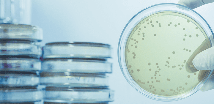 What is Legionnaires' disease - Legionella bacteria